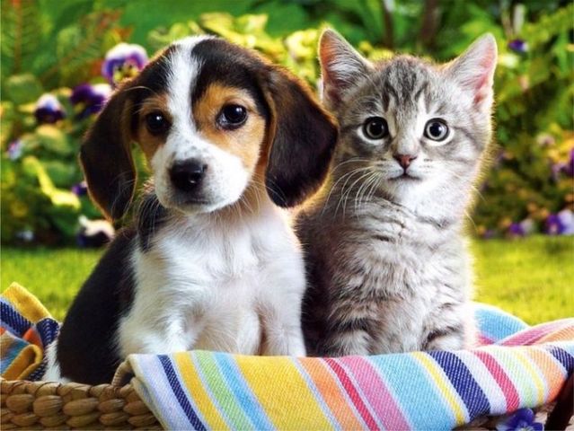 Pet Supplies